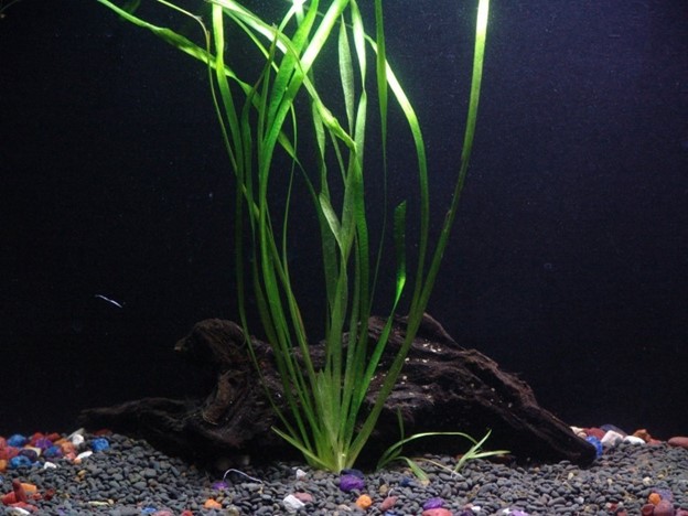 Nhóm cây thủy sinh chìm trong nước