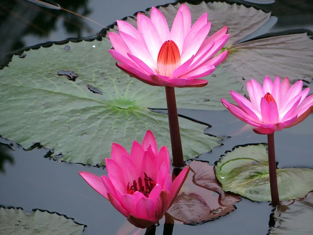 Nhóm cây thủy sinh nổi trên mặt nước