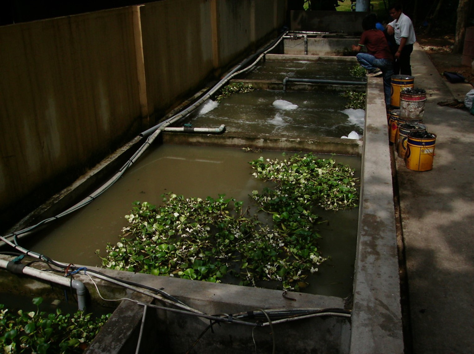 Xử lý nước thải sinh hoạt tại nhà bằng phương pháp sinh học