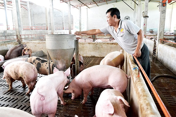 Xử lý nước thải chăn nuôi giúp bảo vệ sức khỏe con người