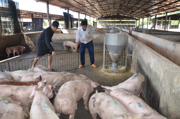 ng&agrave;nh chăn nu&ocirc;i lợn